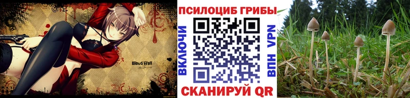 omg онион  наркотики  Щигры  Галлюциногенные грибы Psilocybe 